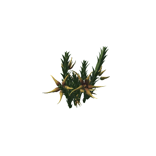 Flower Orbea caudata2